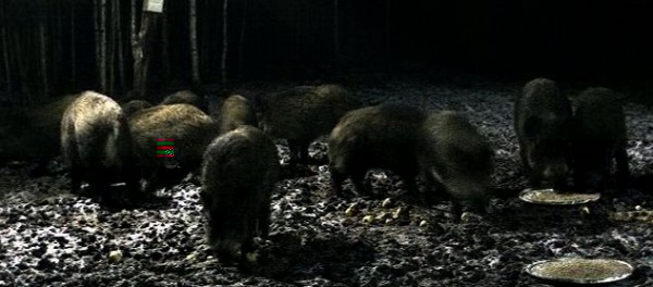 k-Wildschwein.jpg