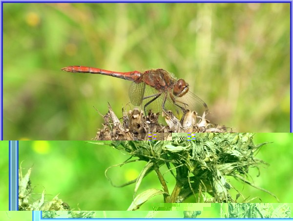 Libelle in 1024X768 mit Rahmen
